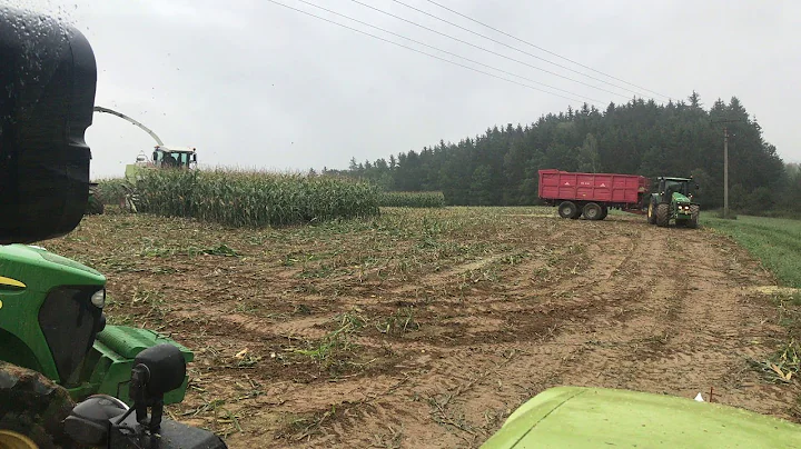 Wild Hogs are Chased From a Corn Field || ViralHog