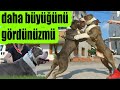 AMERİCAN BULLY DRAGON ŞEHİR MERKEZİNE İNDİK GÖRENLER İNANAMADI!