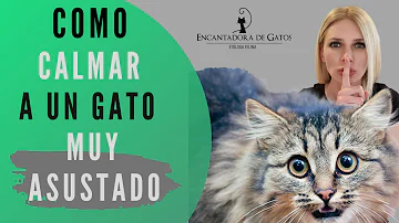 ¿Cómo sé si mi gato está traumatizado?