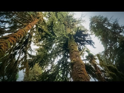 How Trees Talk to Each Other | Your Climate | BBC Earth Lab