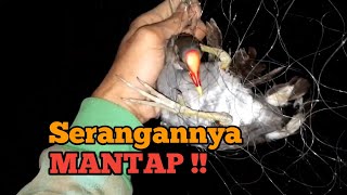 Wow !! Mp3 Suara Burung Malam Hari, Suara Burung Mandar Batu Ini Sangat Mantap