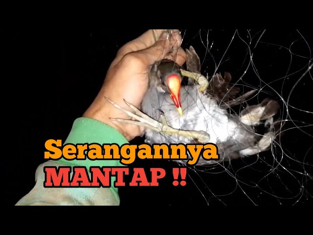 Wow !! Mp3 Suara Burung Malam Hari, Suara Burung Mandar Batu Ini Sangat Mantap class=