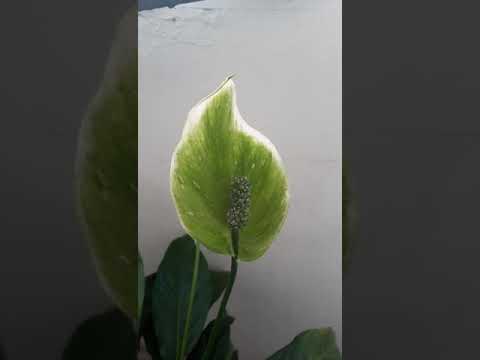 Video: Spathiphyllum - 