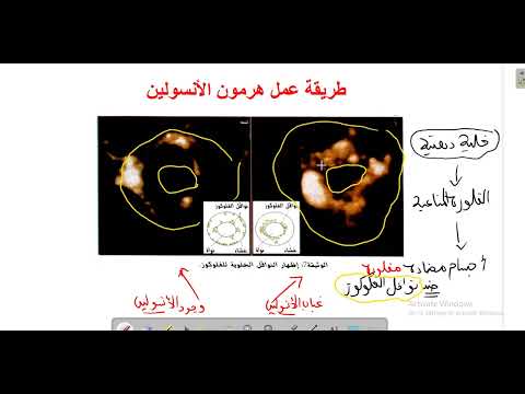 كيف يعمل هرمون الأنسولين شرح وثيقة 7 ص 43 ثانية ثانوي فهم سهل ودقيق