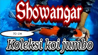 koleksi koi jumbo sowangar