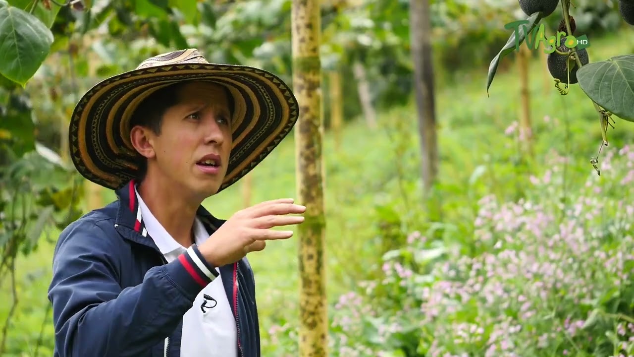 Cultivo de granadilla con técnicas agrícolas responsables  - TvAgro por Juan Gonzalo Angel Restrepo