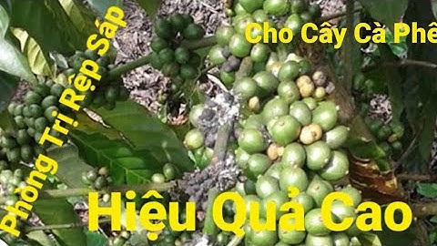 Cách Phòng trừ rệp sáp hại Cây Cà Phê