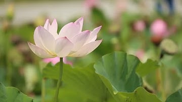 Cầu nguyện cùng Đức Giáo Hoàng ngày 16.6.2022 - Tông đồ cầu nguyện