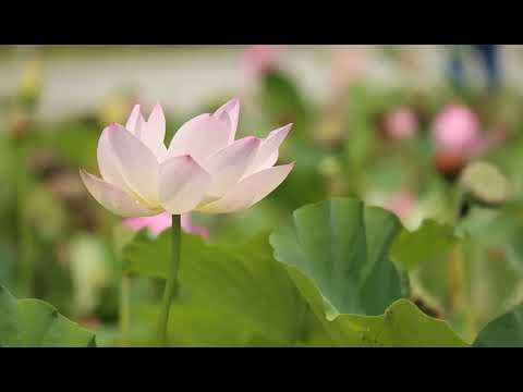 Video Cầu nguyện cùng Đức Giáo Hoàng ngày 16.6.2022 - Tông... - youtube