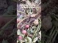 Nhỏ đậu phộng #daulac #thucphamsachnhabot #daughter #cooking #cookingvideo