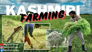 Kashmiri farming / zamindari in Kashmir / village vlog / Kashmiri zamindar #villagevlog