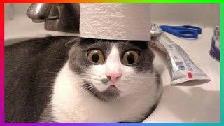 SUPER FUNNY ANIMALS 2021 | 😻 Smart Cats And Cute Dogs 🐶 | Funny And Crazy Animals by Funny and Crazy Animals 33 views 2 years ago 9 minutes, 52 seconds