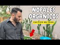 SIEMBRA TUS NOPALES ORGANICOS EN CASA | SUPER FACIL Y MUY BARATO🌵🪴