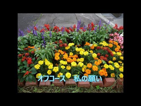 オフコース/私の願い/ライブ1981（貴重音源）/ルシアン公世