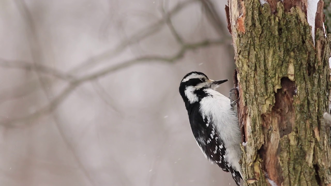 Canon Sl2 Video Test