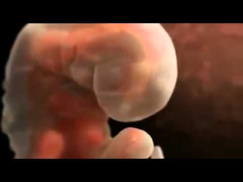 Vídeo: Reproducció Reproductiva