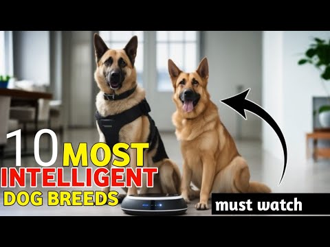 Top 10 Smartest Dog Breeds - Most Intelligent Dog in 2022