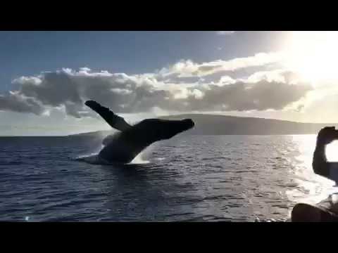snorkel lift Whale Watching Maui with Ultimate Whale Watch!