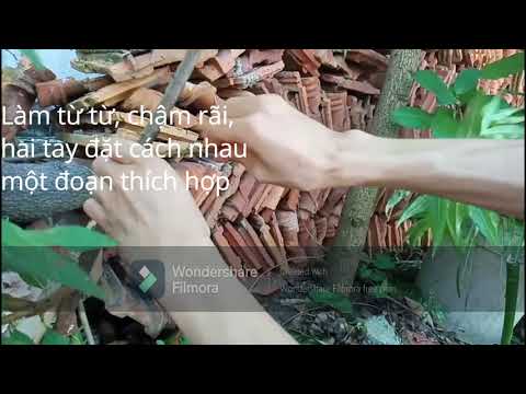 Video Làm vườn 11: Thực hành: Uốn cây bằng dây kẽm để tạo... - youtube