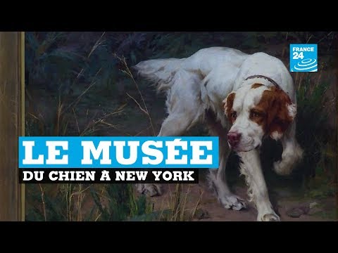 Vidéo: Comment Visiter Le Musée Du Chien à New York