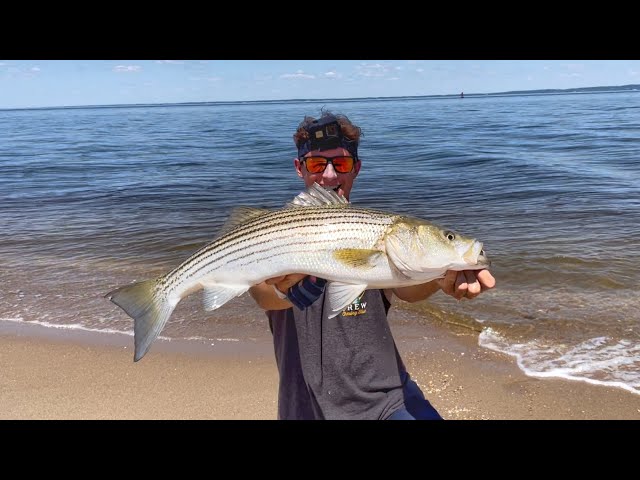 The SECRET To Catching Summer Striped Bass! (Surf Fishing) 