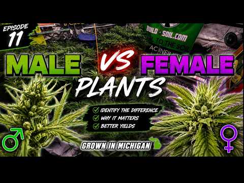EP|11 We found some Males!! Pollen Chucking time!!!