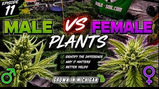 EP|11 We found some Males!! Pollen Chucking time!!!