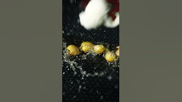 popping out #popcorn #closeup #macrovideo #satisfying #asmr #awesome