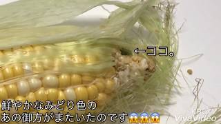 【まーたオマエかー‼️】はらぺこあおむし、嶽きみからトノサマガエルへ其の2〜Leopard frog eats caterpillars.