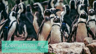 Zoomathon#2 - A Zoo trip around Europe.