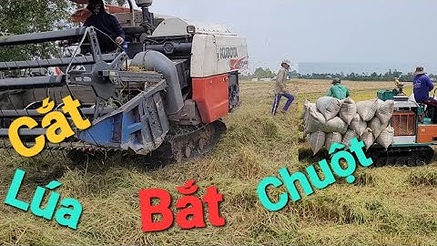 Ra đồng cắt lúa bắt chuột ở miền tây |@thehoangtv