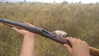 Cacada Perdiz e Cordoniz Cachorra Madona Pointer