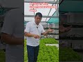 Lettuce ni Vien Greenhouse: Stage by stage ang method #highlights #youtuber #viral #farming