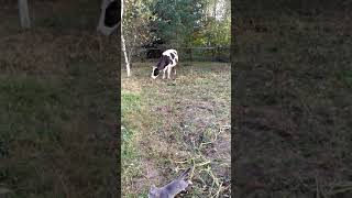 Коровий навоз натуральный антисептик
