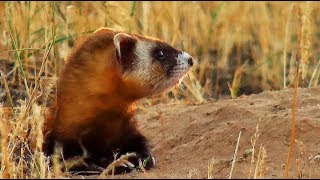 Степной хорёк (Steppe polecat) и другие обитатели степи. | Film Studio Aves