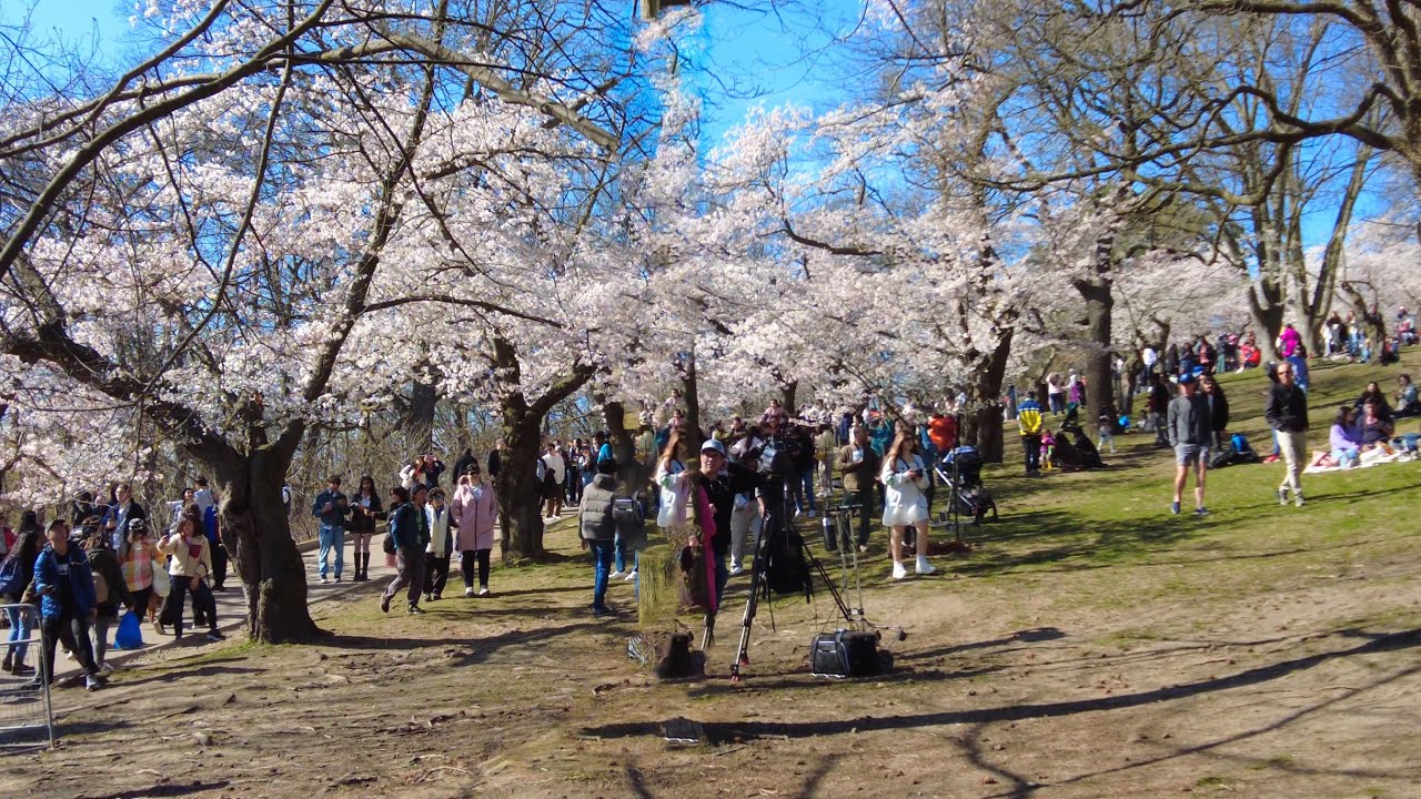 High Park Cherry Blossom Festival