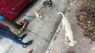 Le pedimos hogar temporal y dijo si 