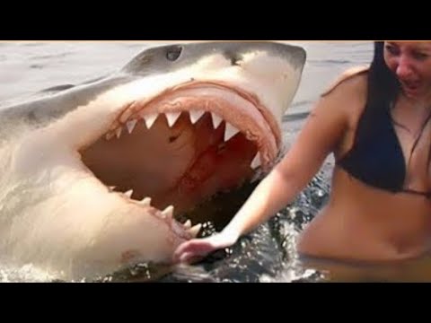 Vídeo: Tubarão Mako: foto e descrição. Velocidade de ataque do tubarão Mako