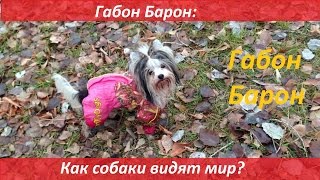 Габон Барон: как собаки видят мир? Габон Барон: как собаки видят мир?