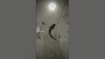 đi thâm câu được ca to.