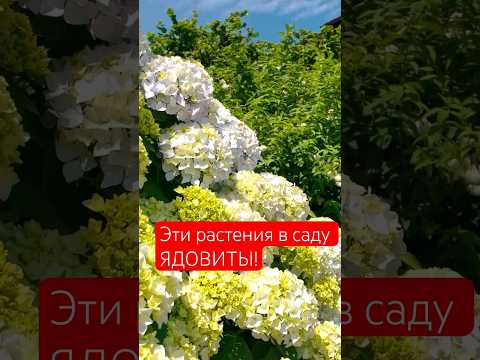 Видео: Цъфтящо растение ли е хвойната?