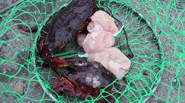 Dungeness Crab Catch and Cook (Puget Sound)