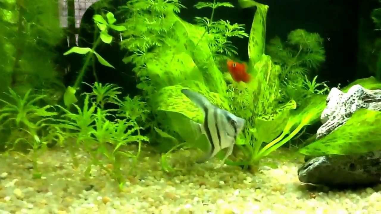 come allestire un acquario d acqua dolce con piante vere: granchi ... - Allestimento Acquario Dolce Con Piante Vere come allestire un acquario d acqua dolce con piante vere: granchi ... - Allestimento Acquario Dolce Con Piante Vere