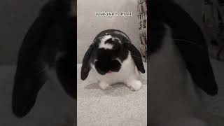 walk like an angel #rabbit #bunny #bunnyrabbit #shorts Profile