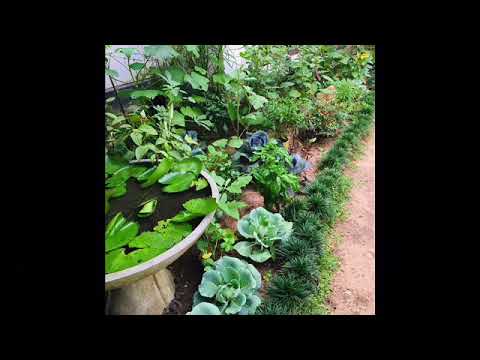 Sri Lankan Vegetables Garden, Home Garden Ideas In Sri Lanka