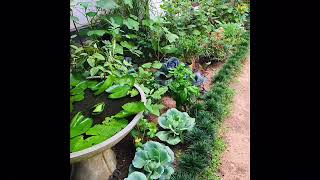 Small Space Home Garden - Sri Lanka | Growing styles | Sri Lankan Vegetables Garden -Episode 02