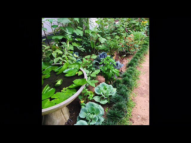 Sri Lankan Vegetables Garden