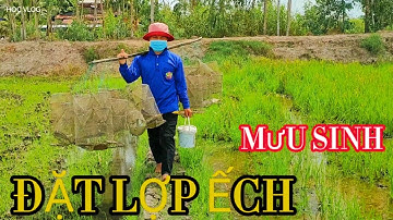 Đặt Lợp Ếch Mưu Sinh Mùa Lúa Chét|| Học vlog cuộc sống đồng quê