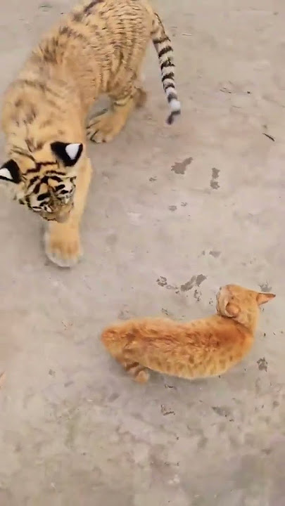 Kucing vs Harimau