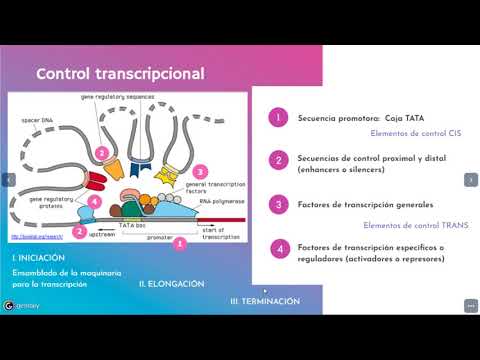 Vídeo: Control Transcripcional En La Fase Prerreplicativa Del Desarrollo De T4